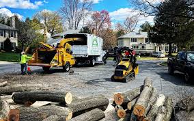 Professional Tree Care in Seaford, DE