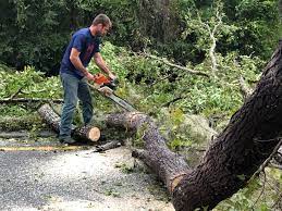 Best Lawn Maintenance Plans  in Seaford, DE