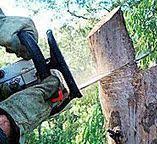 Best Root Management and Removal  in Seaford, DE