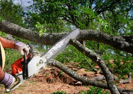 Best Tree Removal  in Seaford, DE