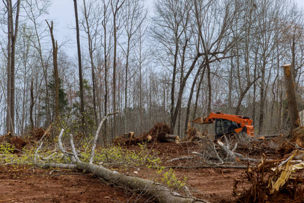Best Lot and Land Clearing  in Seaford, DE