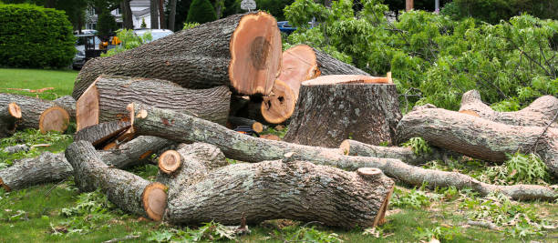 How Our Tree Care Process Works  in  Seaford, DE