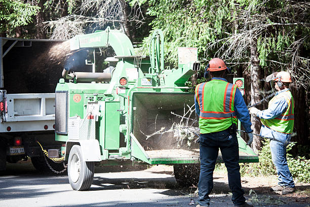Best Fruit Tree Pruning  in Seaford, DE